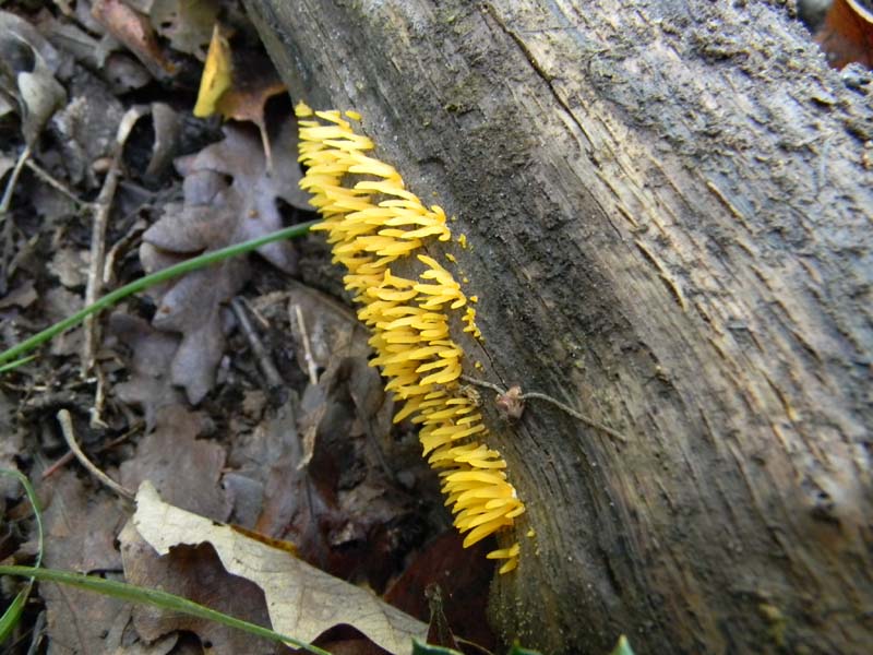 2�gruppo ritrovamenti del 15.10.2010.